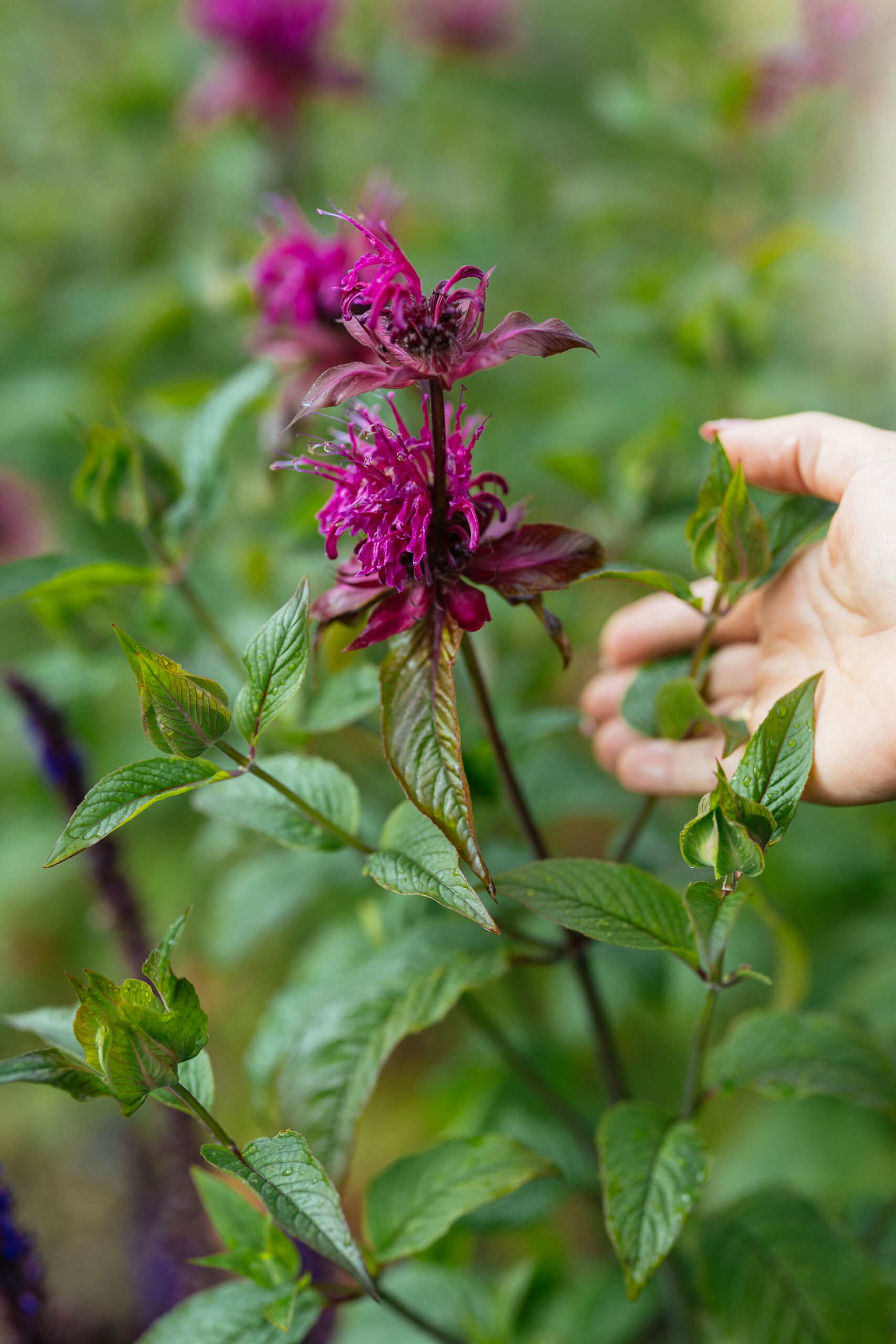 Photo by Claus Sall (www.claussall.com) 2025