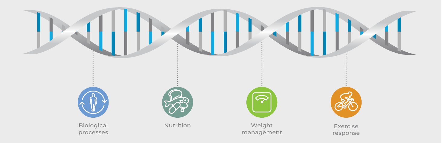 DNA Core – DNA-helix med de fire hovedområder