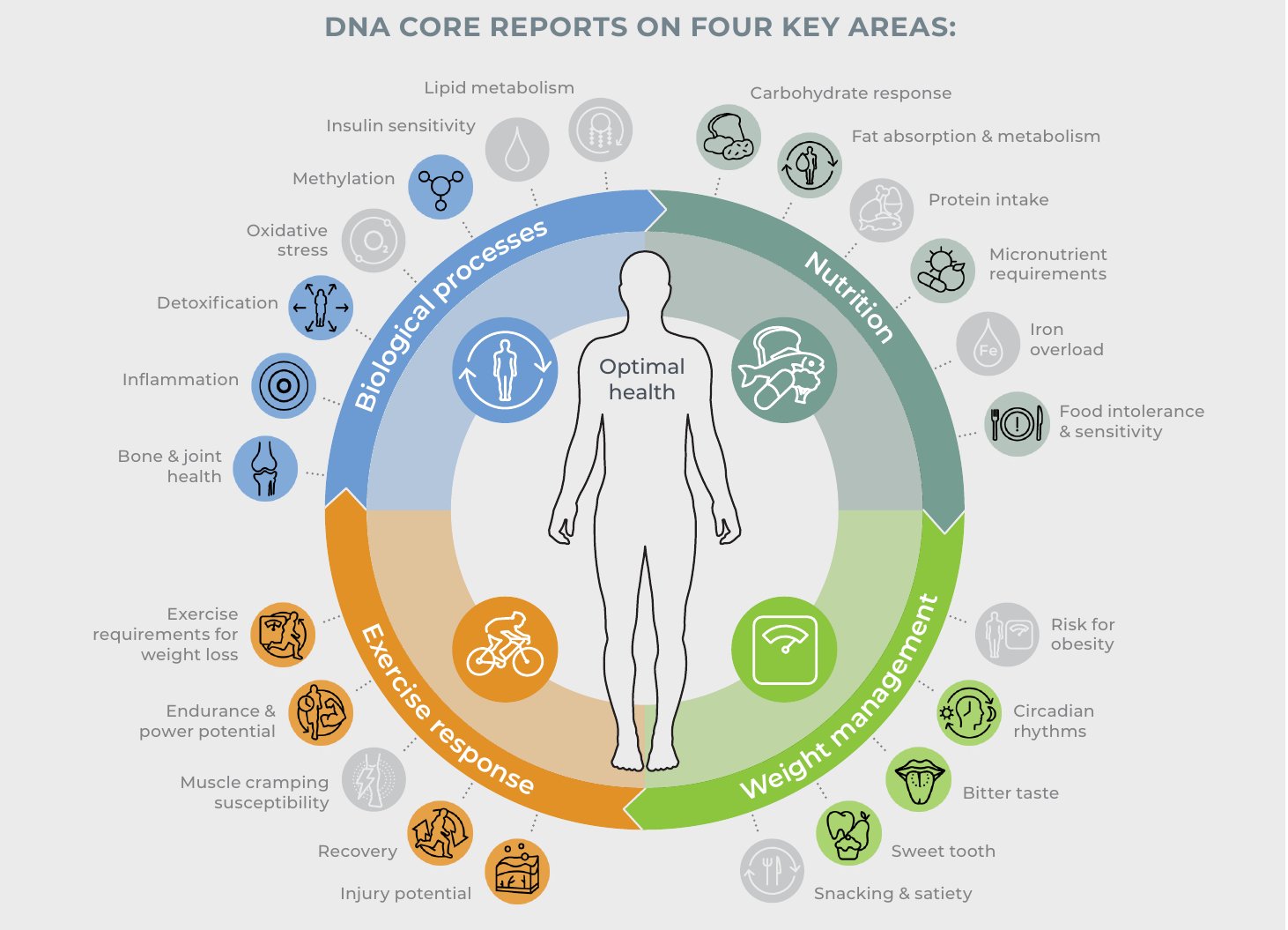 DNA Core – oversigt over testens fire hovedområder: biologiske processer, ernæring, vægtregulering og respons på træning